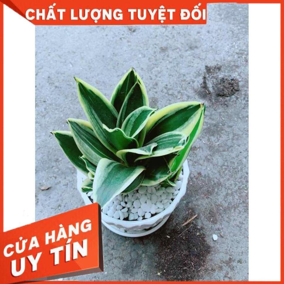 Chậu Lưỡi Hổ Thái Nhiều Người Mua