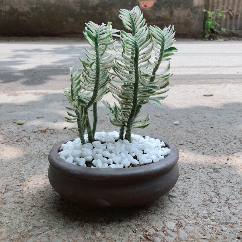 Cây Chân Rết Kèm Chậu Gốm