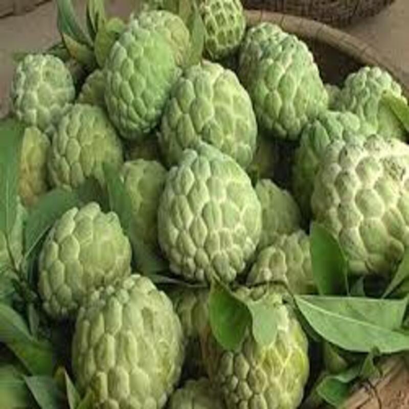 CÂY GIỐNG NA THÁI LAN SIÊU NGON, SIÊU KINH TẾ