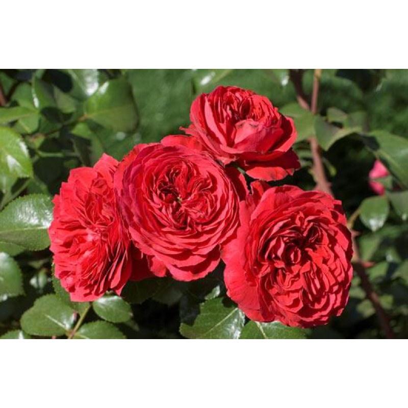 Hoa hồng leo red eden - bầu to cây lơn trưởng thành