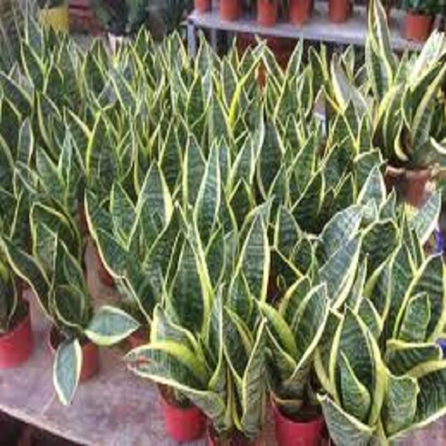 CÂY LƯỠI HỔ LÙN HÀNG THÁI, CÂY PHONG THỦY ĐỂ BÀN VƯỢNG KHÍ CHO GIA CHỦ