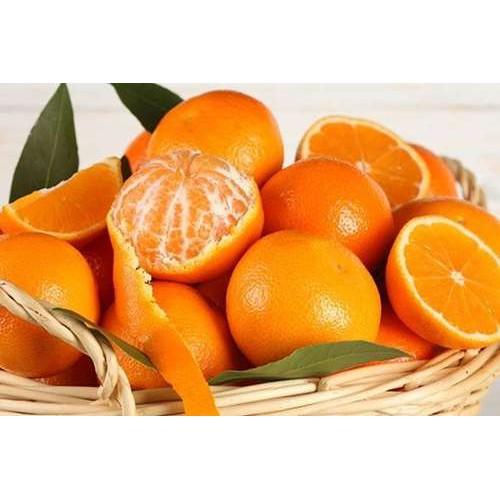 Cây giống Quýt Mỹ lùn siêu trái. .