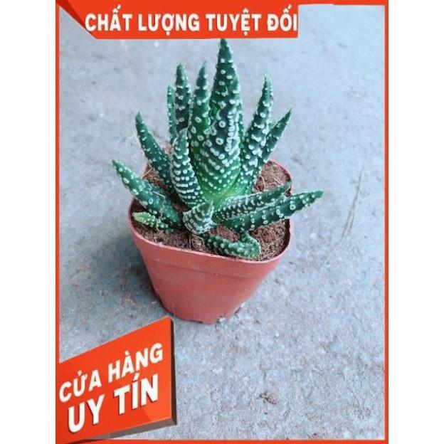 Xương Rồng Móng Rồng