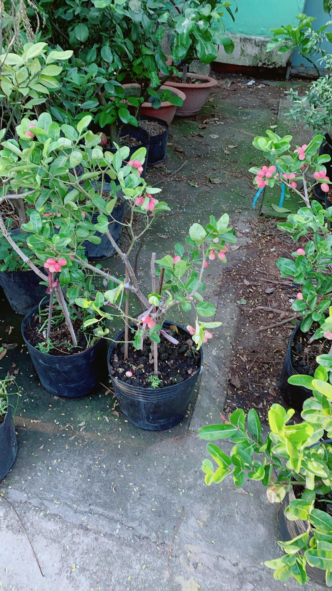 Cây Siro có sẵn quả