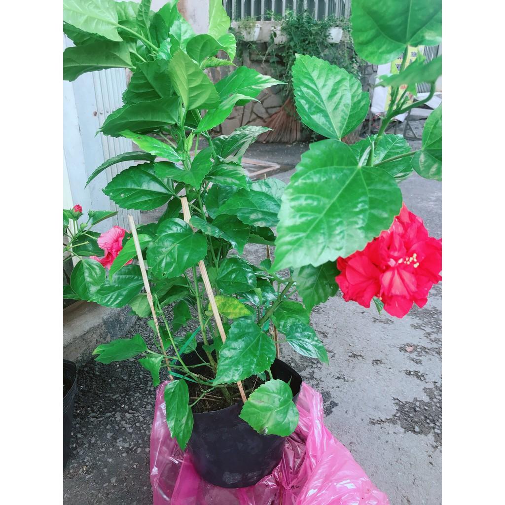 Hoa Dâm Bụt Đỏ