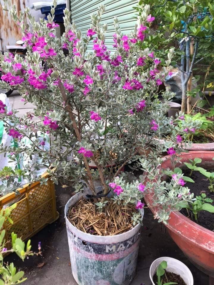 Chậu cây TUYẾT SƠN PHI HỒNG