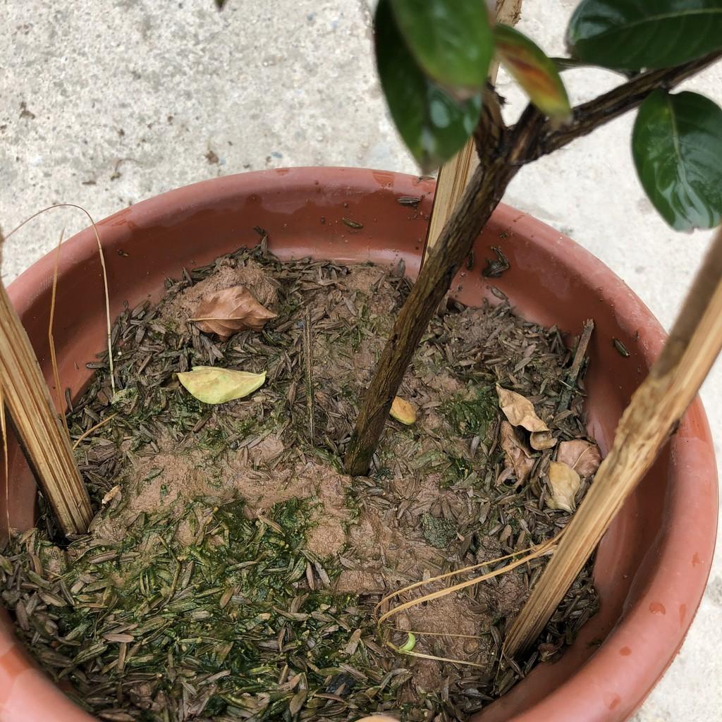 Cây hoa tường vi hồng, chiều cao 25cm gốc to cây sống khỏe hoa nở rộ, thích hợp trang trí cảnh quan
