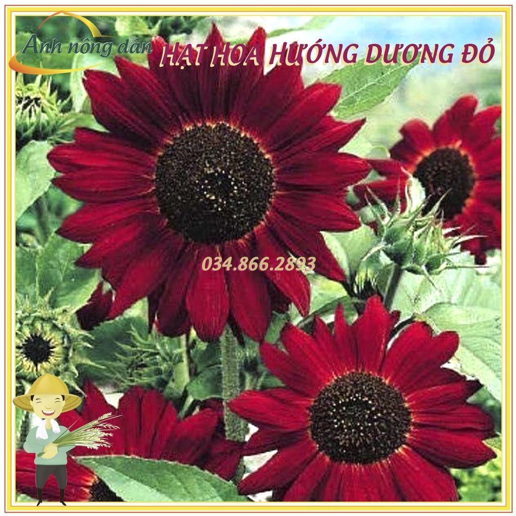 Gói 30 Hạt giống hoa hướng dương đỏ F1 - hạt giống chất lượng cao