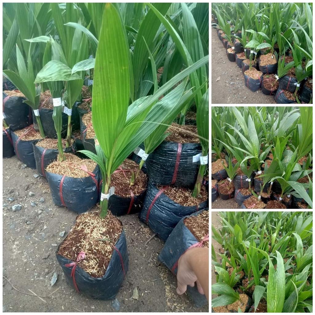 CÂY GIỐNG DỪA XIÊM