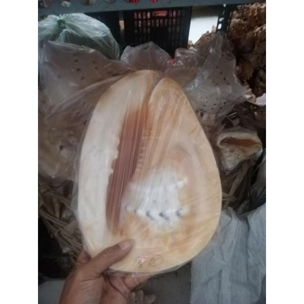 VỎ ỐC BIỂN. VỎ ỐC KIM KHÔI VÀNG SIZE TỪ 20-28 CM