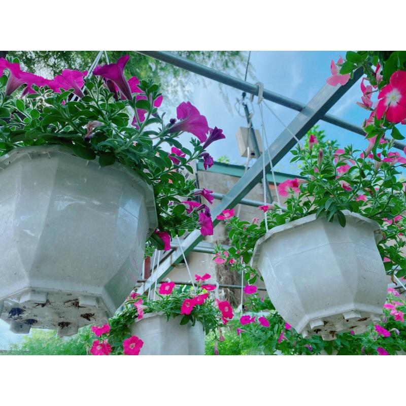 Chậu Hoa Dạ Yến Thảo