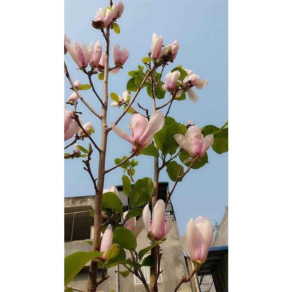 Hoa mộc lan siêu nụ siêu đẹp đủ màu