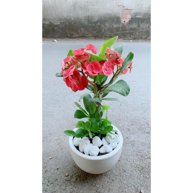 Chậu Xương Rồng Bát Tiên