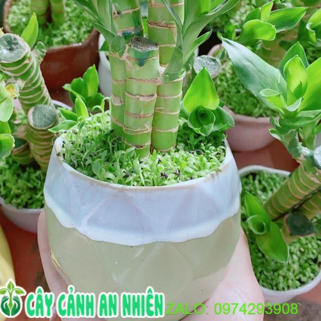 Chậu Cây Phát Tài