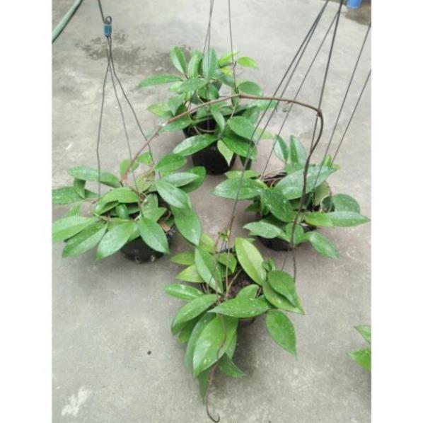 Hoa lan cẩm cù hoa đỏ 60k/ 1 chậu