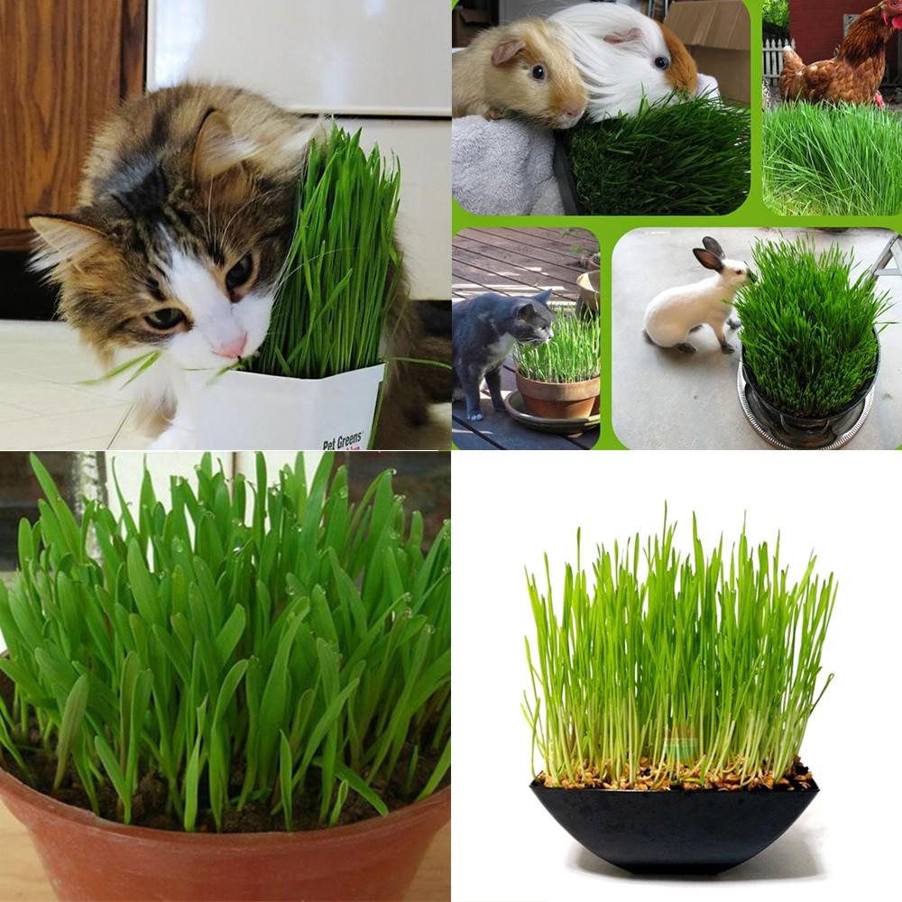 Hạt giống cỏ mèo Mỹ gói 10g trị búi lông cho mèo
