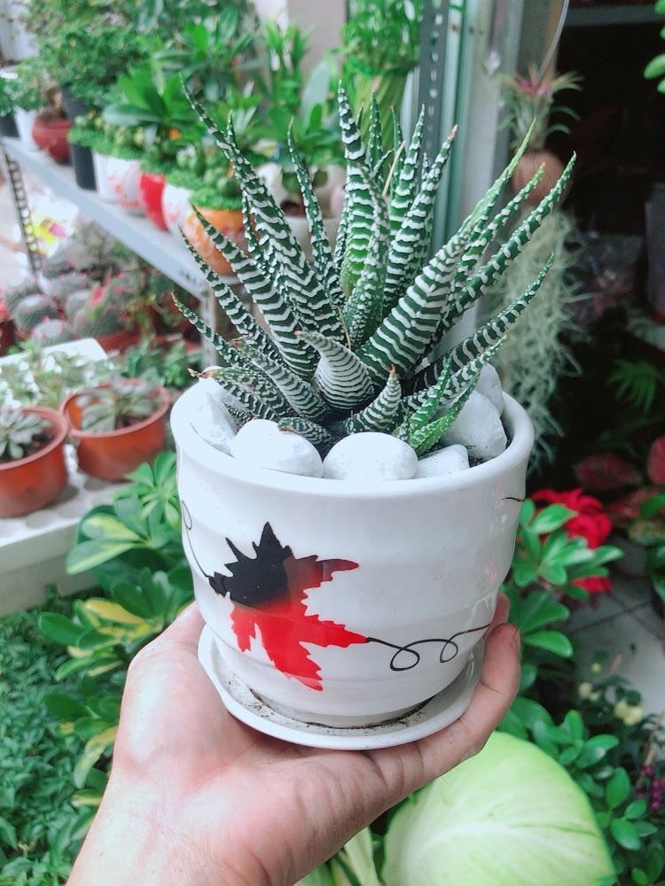 Chậu Cây Xương Rồng May Mắn