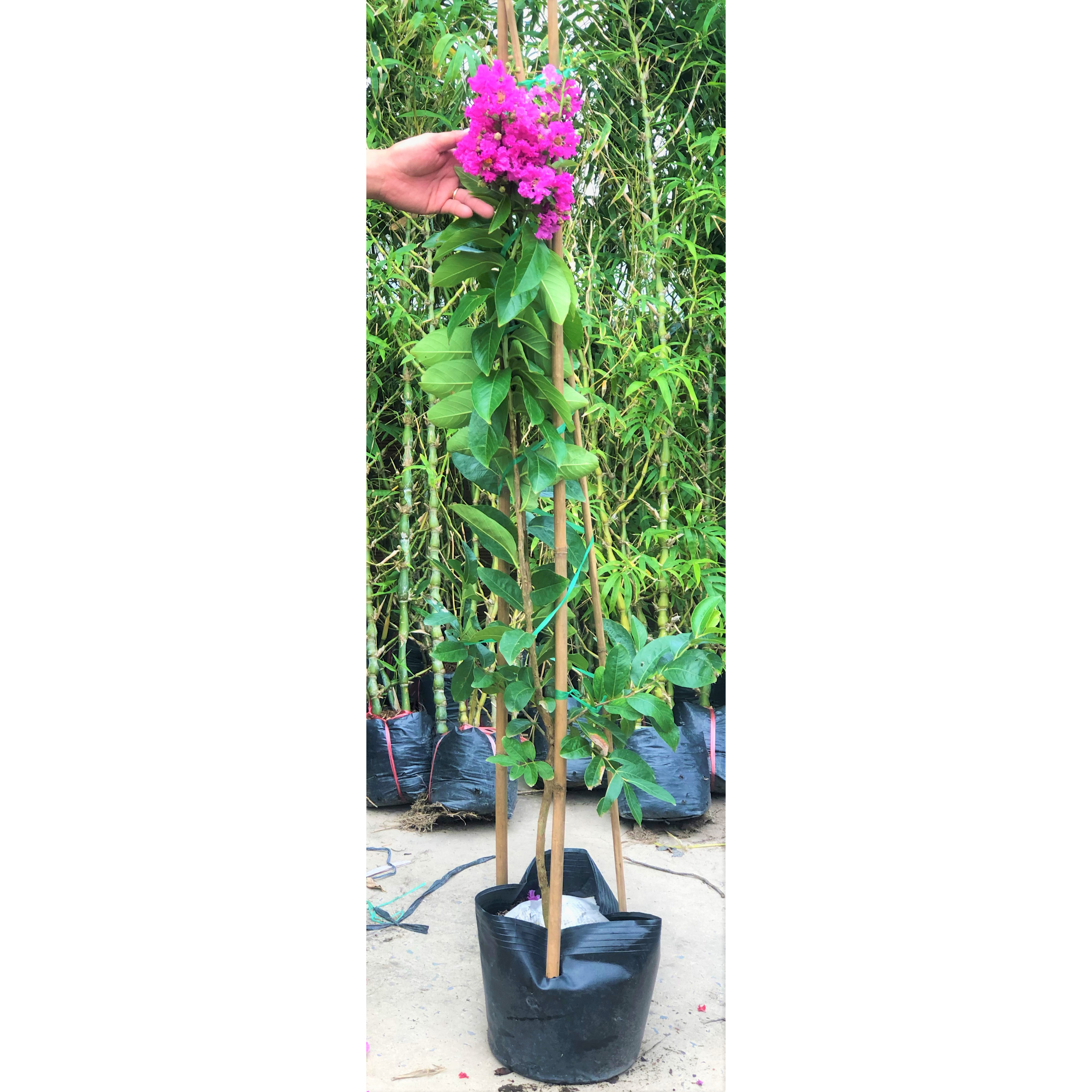 Chậu cây bằng lăng Thái coa 120 - 150 cm trồng nơi có nhiều nắng