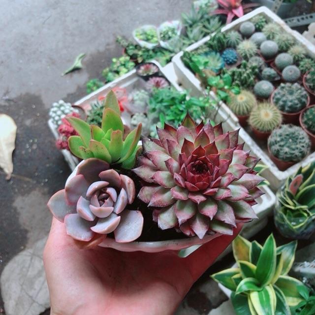 Chậu Sen Đá Tiểu Cảnh