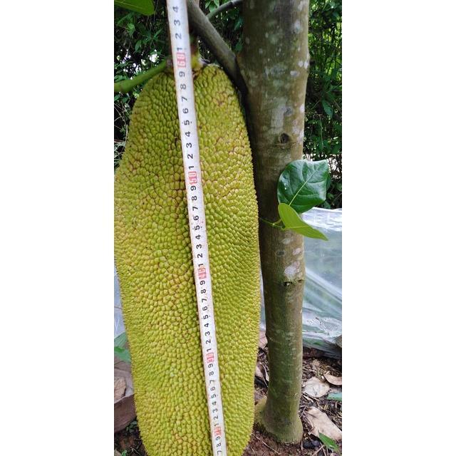 Cây Giống Mít trái dài Malaysia