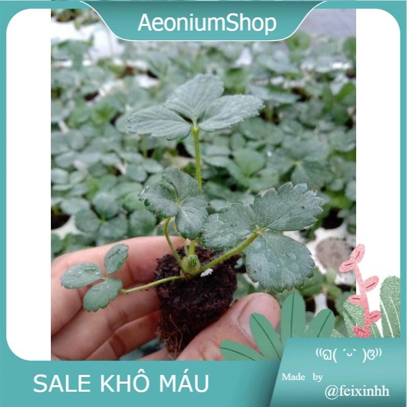 COMBO 10 CÂY, DÂU TÂY GIỐNG CHỊU NHIỆT TRÁI NGỌT THUẦN KHÍ HẬU SỨC SỐNG CAO ĐẸP