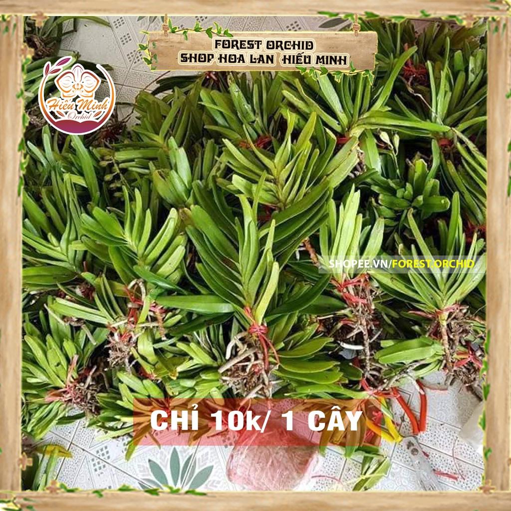 Hoa Lan đột biến Bạch Nhạn, Phong lan rừng Tây Bắc, Lào, Cây Giống phi điệp 5 cánh trắng tím