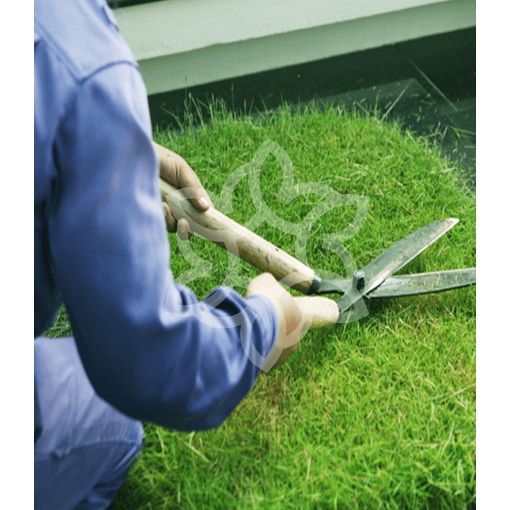 Hạt Giống Thảm Cỏ Bermuda gói 1kg - Cỏ Sân Vườn - Cỏ Thảm - Cỏ Trồng Cảnh Quan