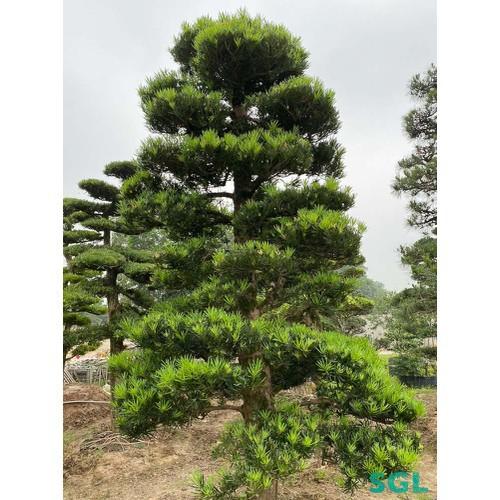 COMBO 2 CÂY TÙNG LA HÁN HÀNG GIỐNG SIÊU ĐẸP, SIÊU KHỎE - CB2BCGTLH