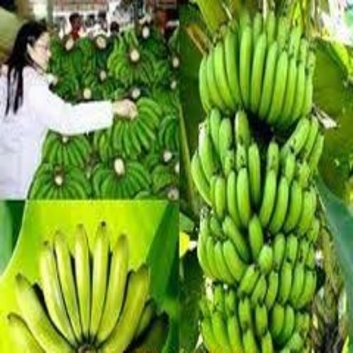 CÂY GIỐNG CHUỐI TIÊU HỒNG