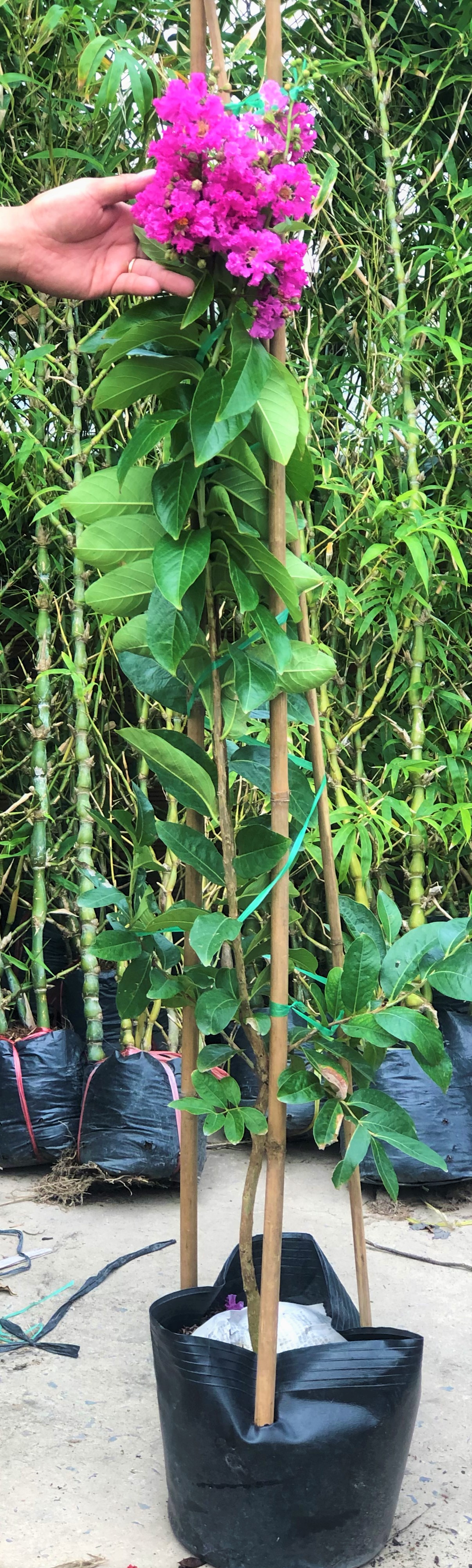 Chậu cây bằng lăng Thái coa 120 - 150 cm trồng nơi có nhiều nắng