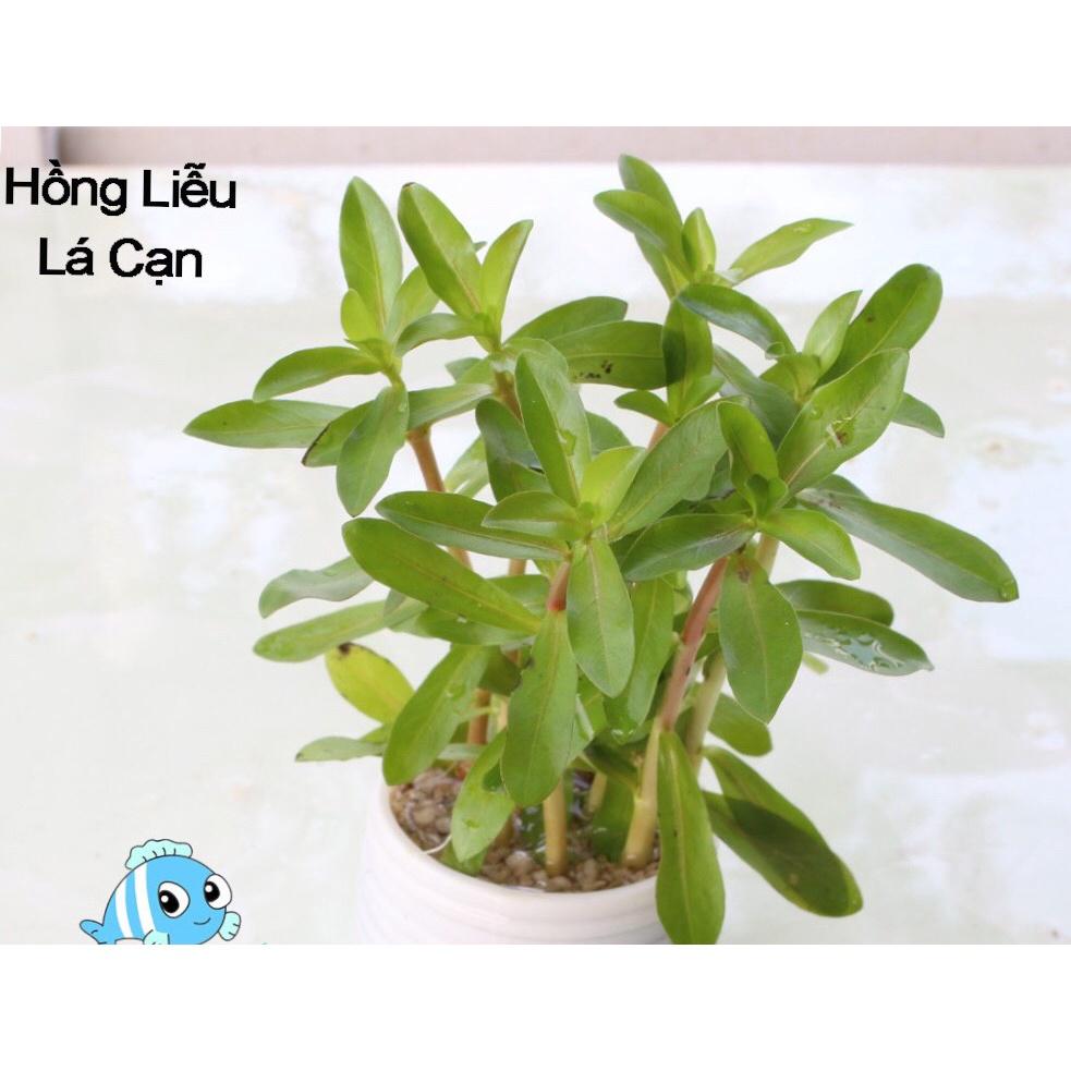 Cây Thủy Sinh Hồng Liễu - 13-15 ngọn