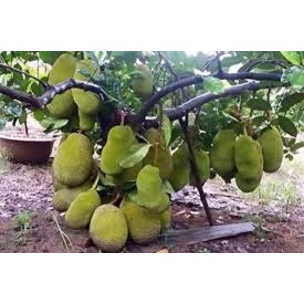 Cây giống mít Thái DA XANH 9 THÁNG ra trái múi giòn ngọt năng suất cao
