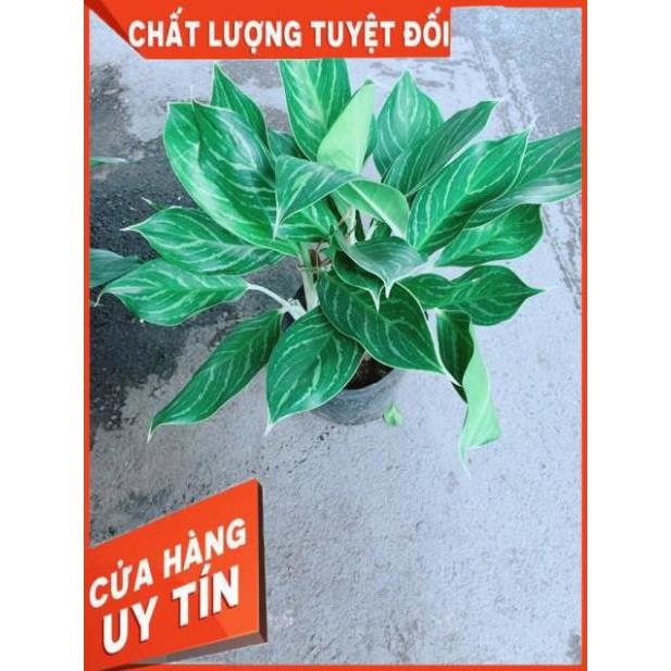 Cây Bạch Mã Hoàng Tử