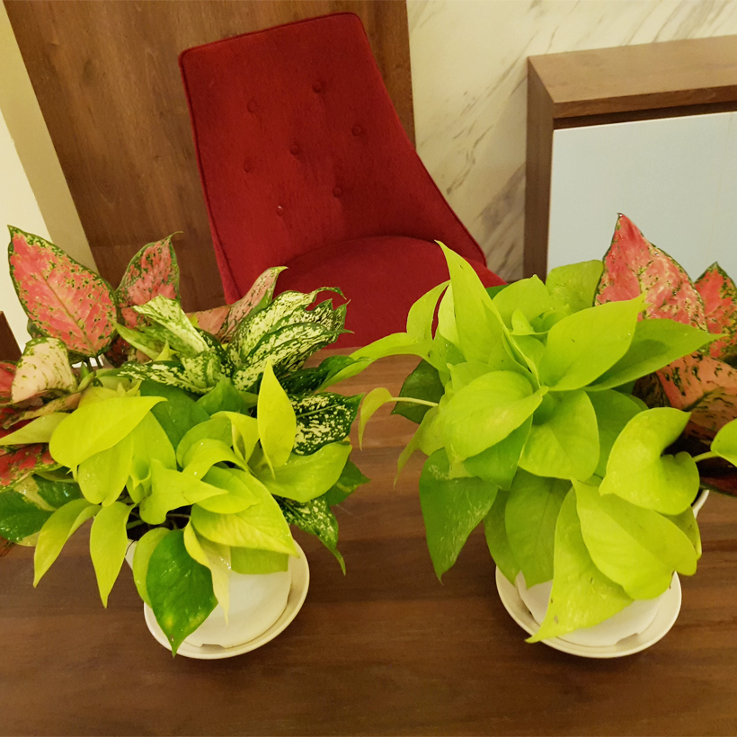 Chậu trồng cây trong nhà cao cấp Minigarden Basic Pot S nhập khẩu Châu Âu, Nhựa PP Chống UV, có khả năng tự hút nước và thoát nước giúp cây sống tốt mà không cần chăm sót