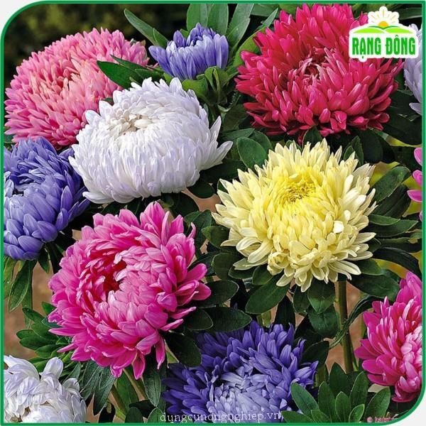 Hạt giống Hoa Cúc Đại Đóa Nhiều Màu Rd 801 (0,1g~50 hạt) thân cao 60-70cm, trồng quanh năm - Hạt giống Rạng Đông