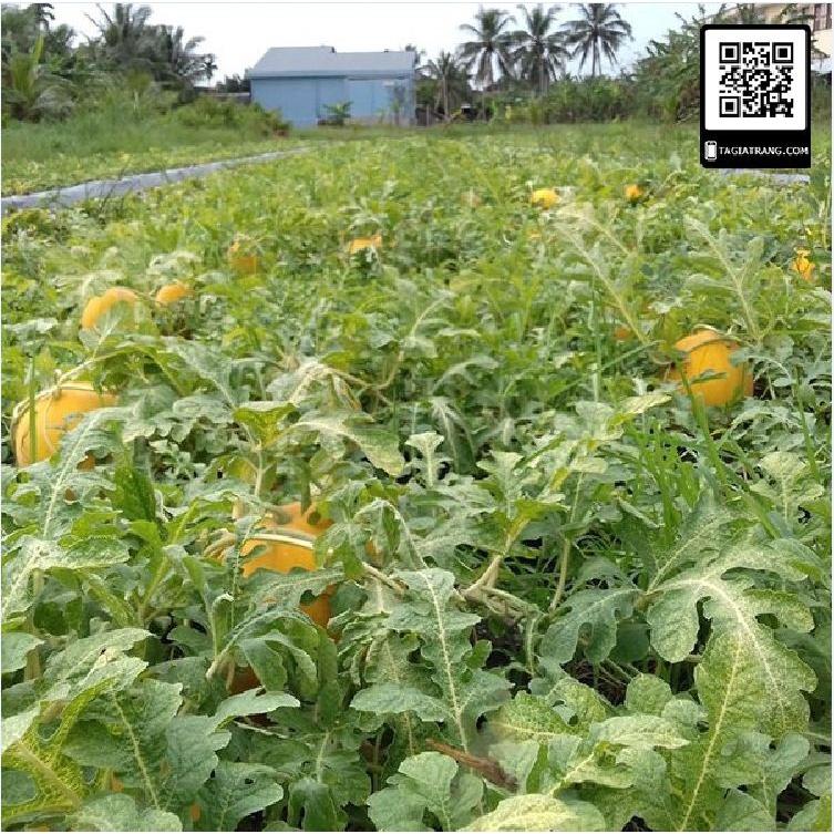 Hạt giống dưa hấu vỏ vàng ruột đỏ f1- Gói 10 hạt-tặng kèm gói phân bón lót