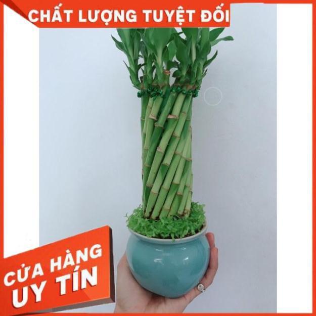 Chậu chúc phát tài hình xoắn trụ