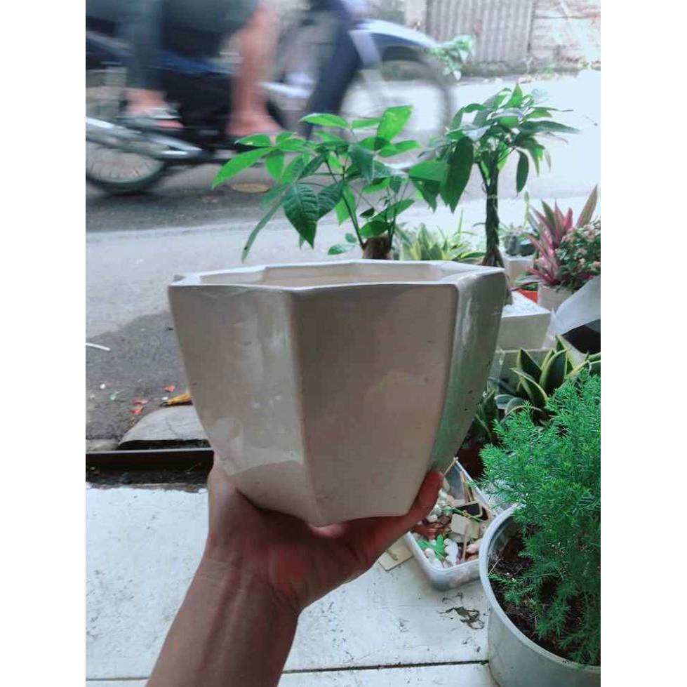Chậu Trồng Cây Bán Chạy