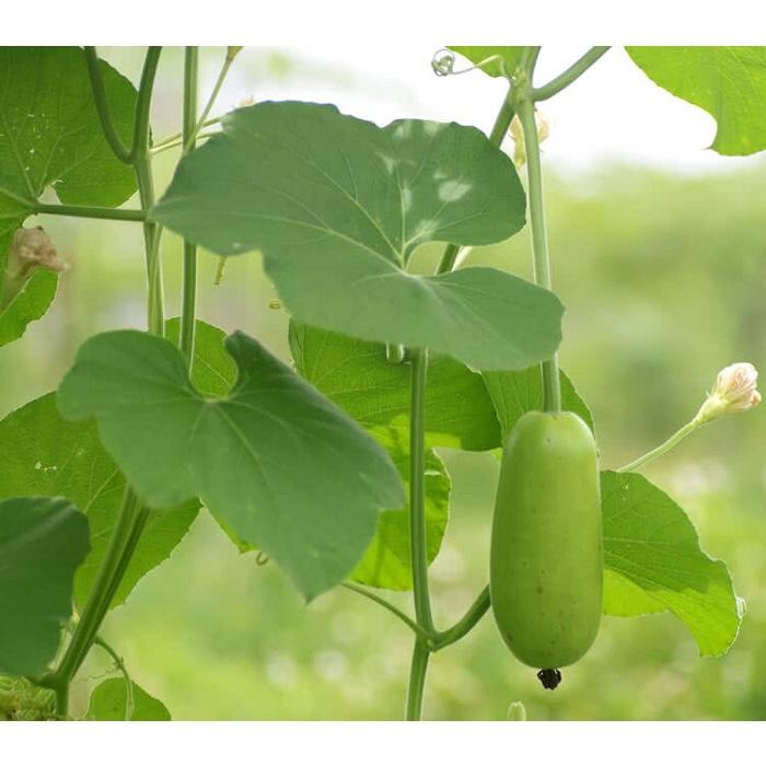 Hạt Giống Bầu Lai Xanh F1 CT04 - Gói 10 hạt