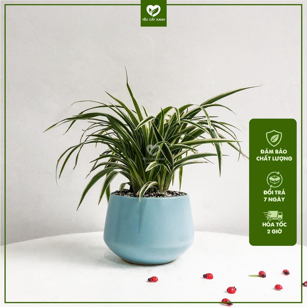 Cây Cỏ Lan Chi để bàn - Cây Dây Nhện
