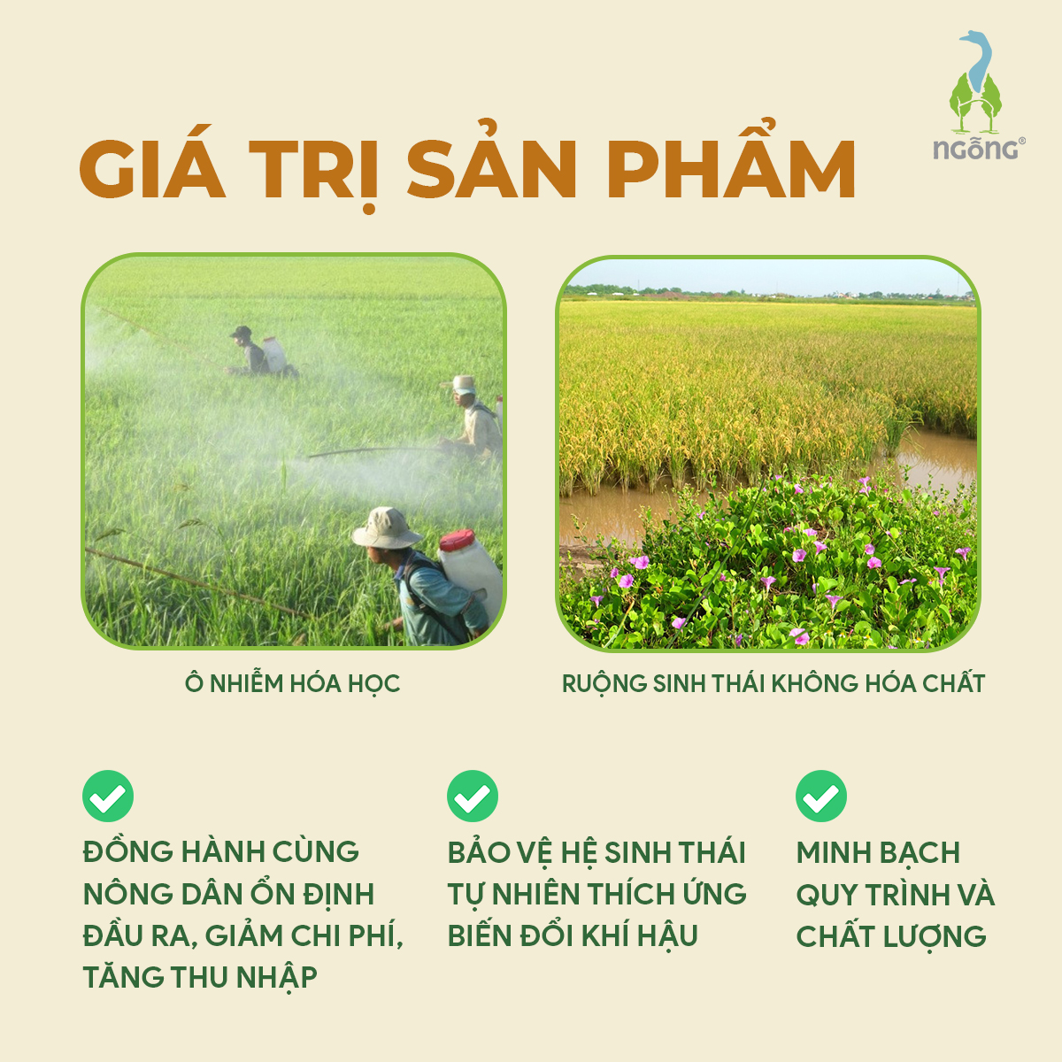 Gạo Ngỗng ST25 Sinh Thái Xát Lứt 3kg