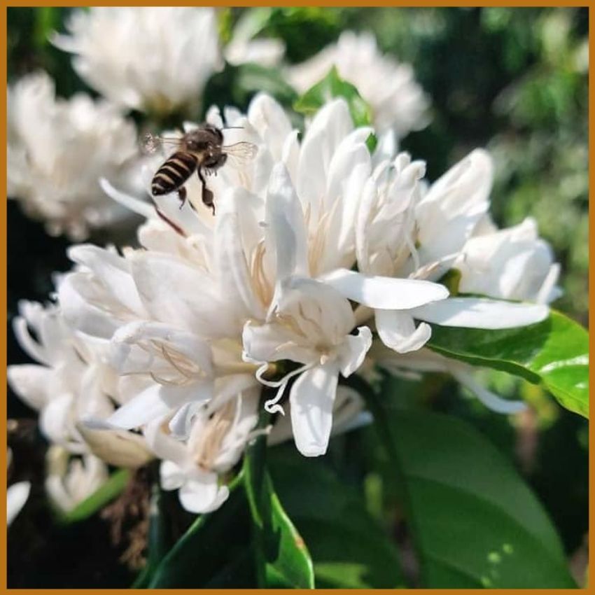 Hình ảnh Trà hoa cà phê nguyên chất Vương Thành Công, trà thơm dịu, tự nhiên, hậu ngọt, trà vườn cà phê hữu cơ