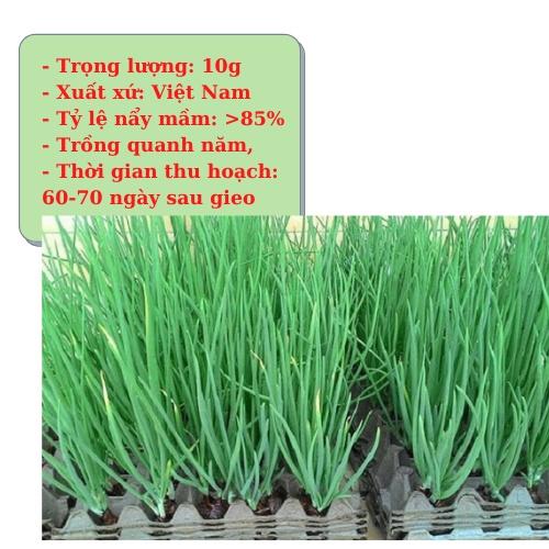 10gHạt giống hành hương cao sản,hành hoa,hành lá, hành ta-giống rau củ quả dùng làm vườn Nông Nghiệp 1 biogree