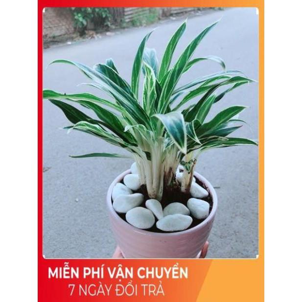 Chậu Cây Giữ Tiền