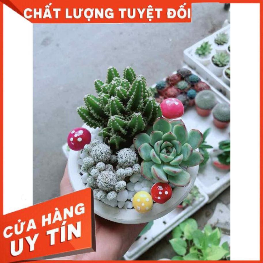 Chậu xương rồng đủ mẫu Nhiều Người Mua