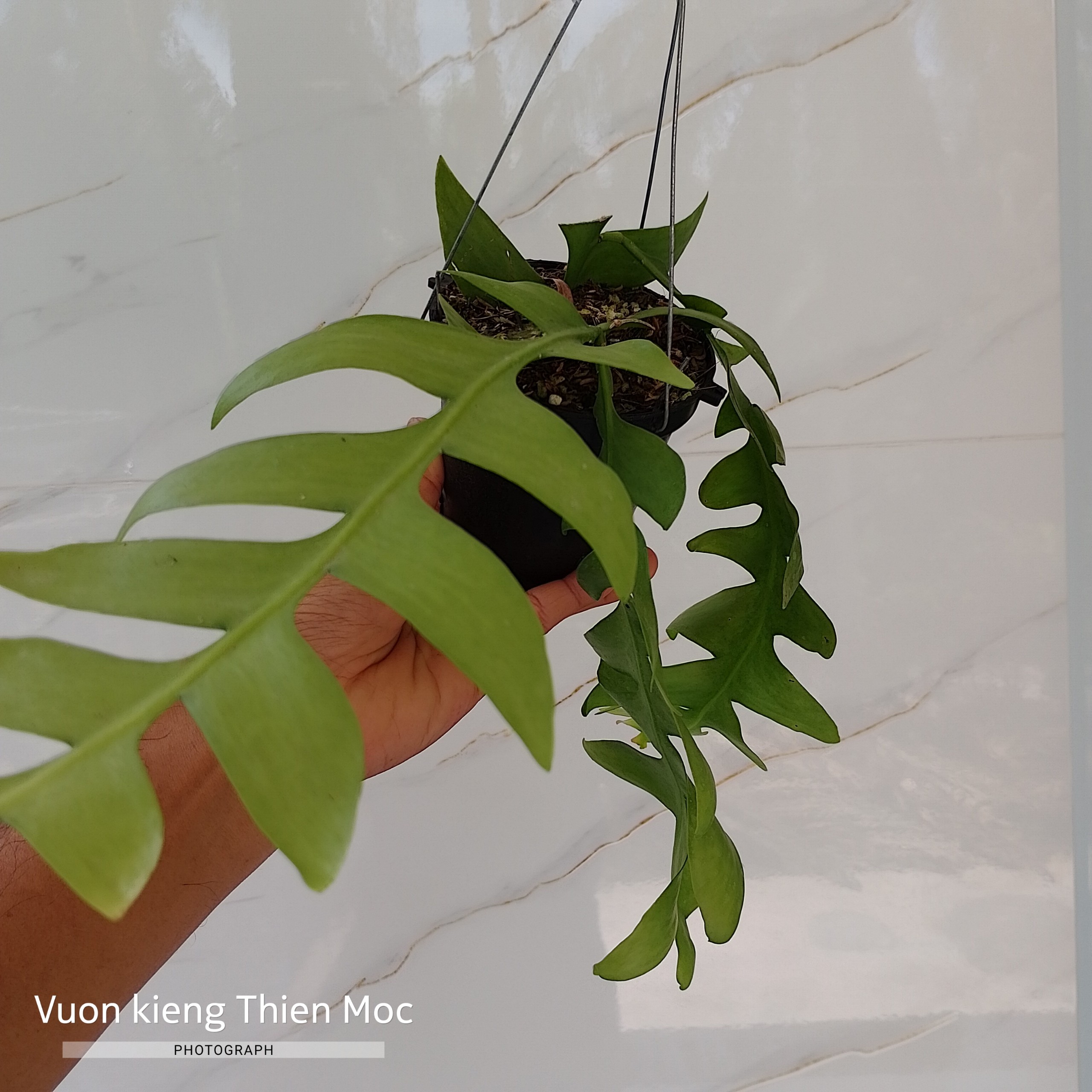 Chậu cây Quỳnh Xương cá hoa trắng