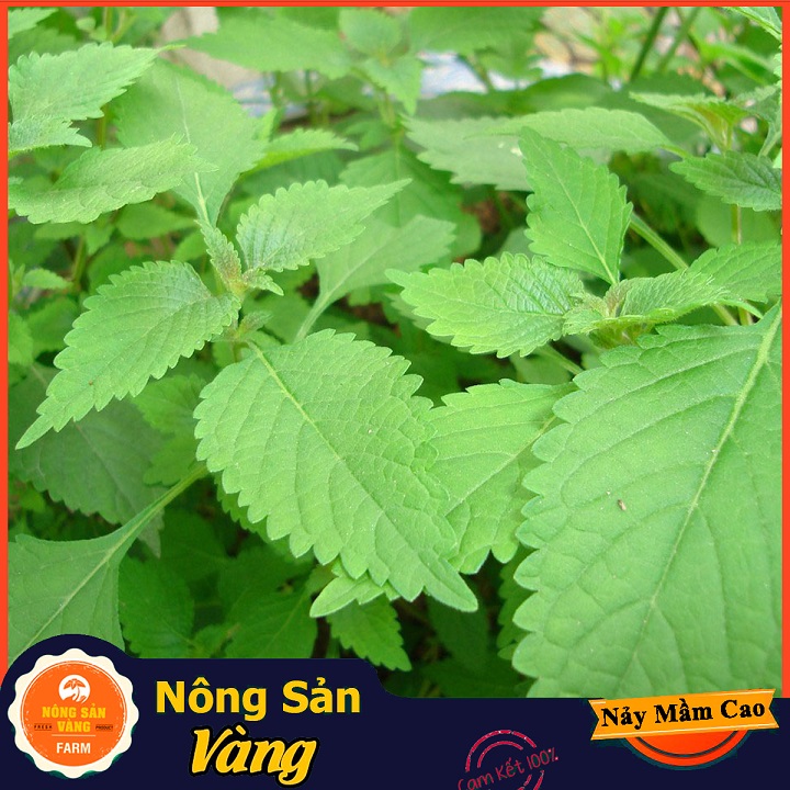 Hạt giống Rau Kinh Giới ( Gói 1 Gram ) - Nông Sản Vàng