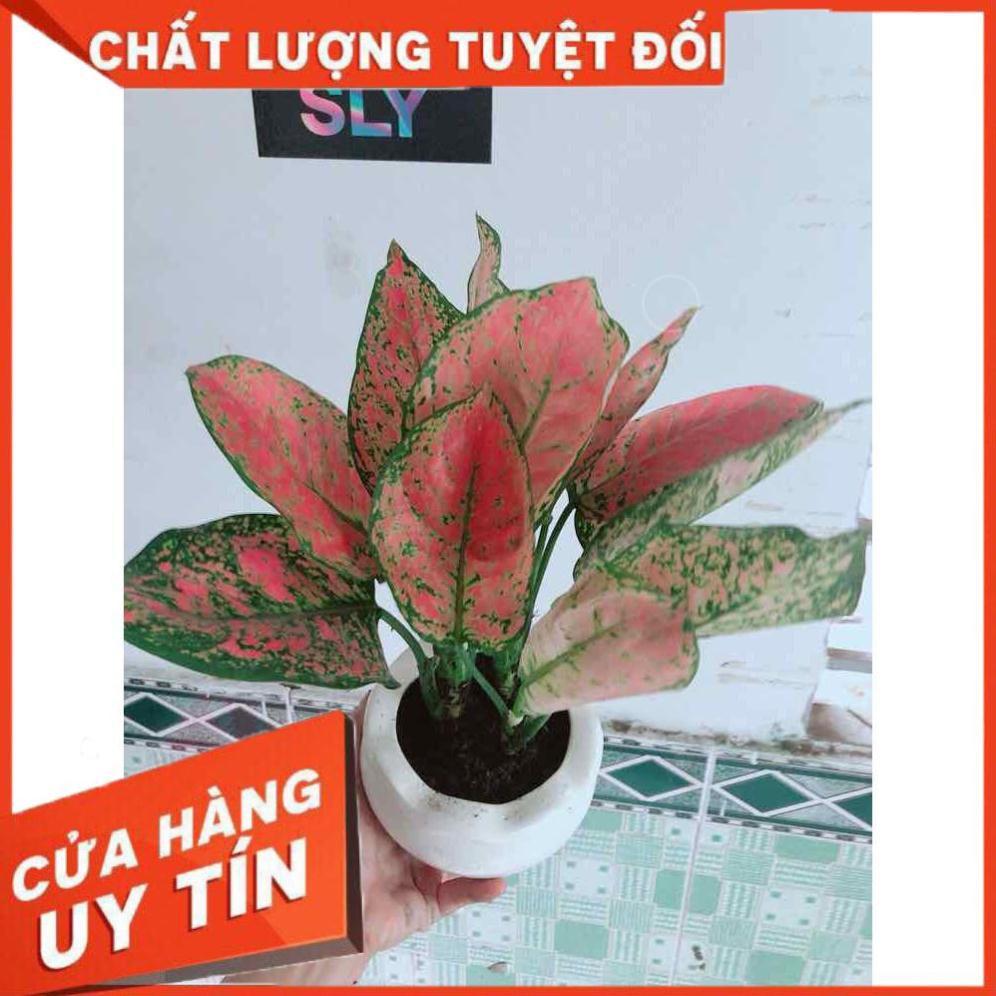 Chậu Vạn Lộc Nhiều Người Mua