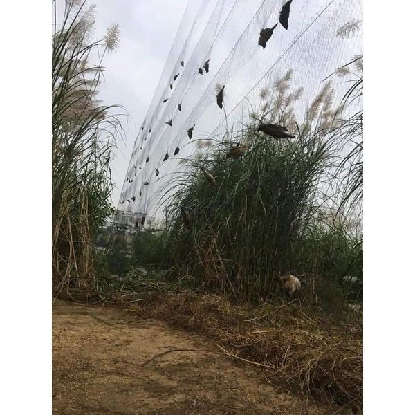 30m 6 phân cao 5m 4 dây 3 túi , lưới tàng hình bẫy cu tiểu, lưới cước thái màu đen tàng hình