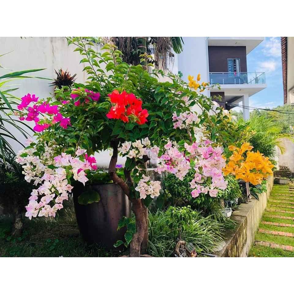 HOA GIẤY NGŨ SẮC ĐẶC BIỆT